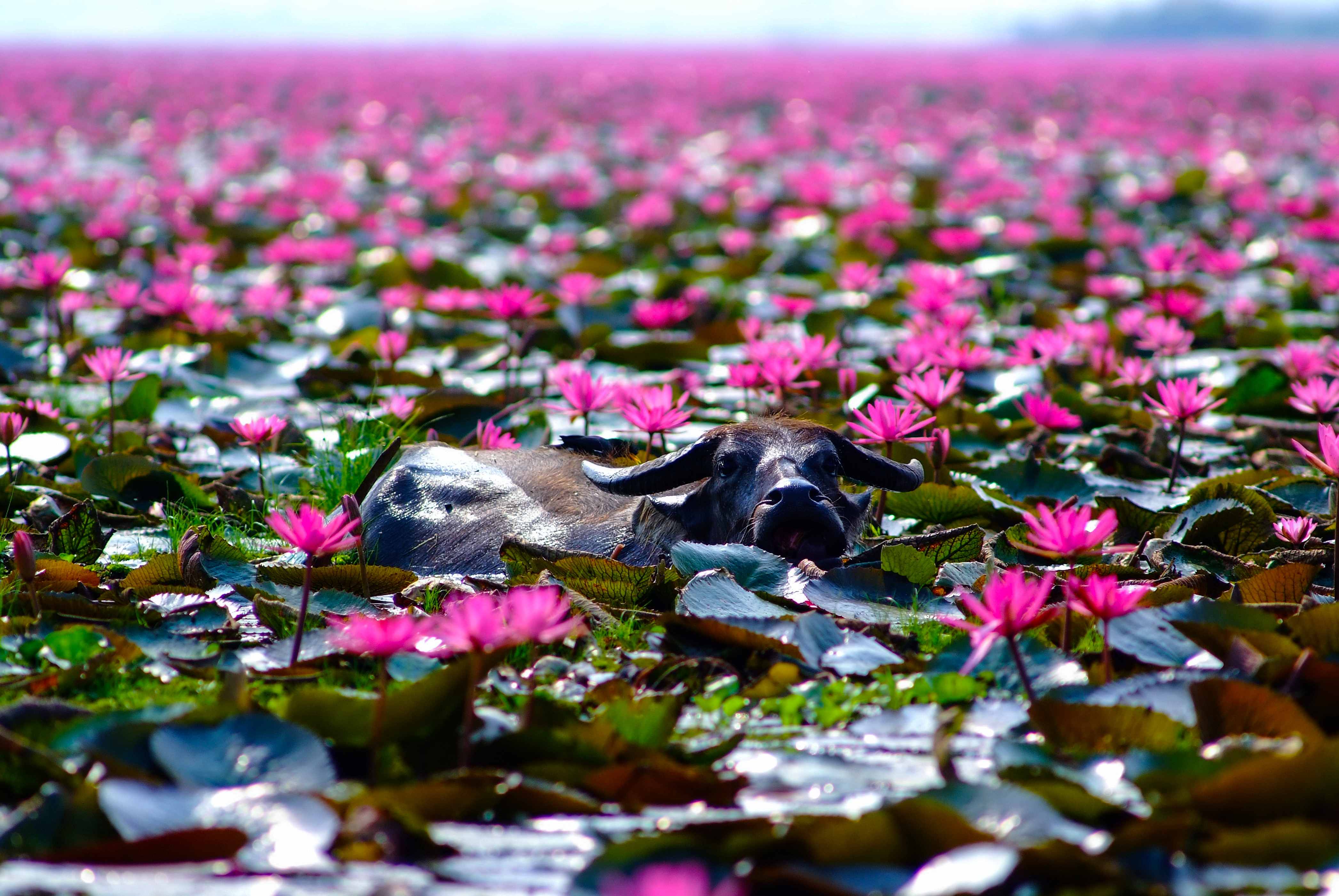 Долина лотосов: Цветочный рай на Кубани